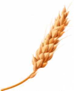 trigo trigo
